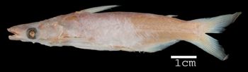 Media type: image; Ichthyology 27270